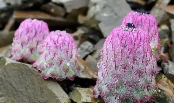 珍稀物种水母雪兔子其实是一种