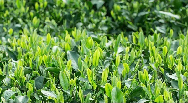 抖音黑茶青茶菊花茶梗意思