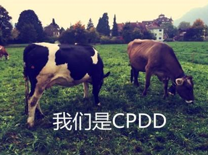cpdd是什么意思网络用语 cpdd怎么回复方法