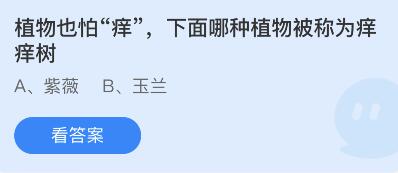 哪种植物被称为痒痒树