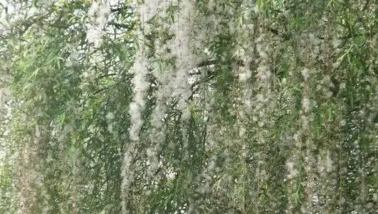 柳絮引起过敏,皮肤痒痒的,去医院就医前可以