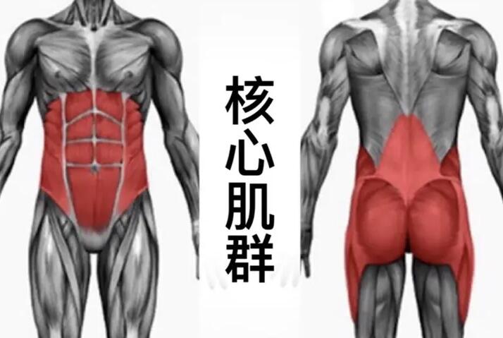 以下哪个部位的肌肉，属于健身常练的“核心力量”